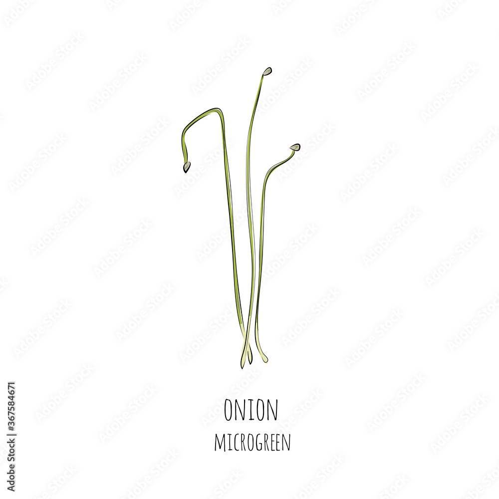 Hand drawn onion micro greens. Vector illustration in sketch style isolated on white background. Hand drawn onion micro greens. Vector illustration in sketch style isolated on white background.