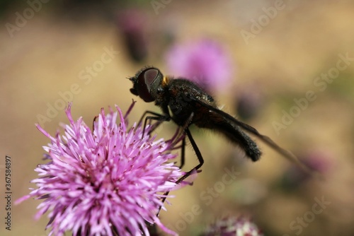 Insect sitting on a pink flower

