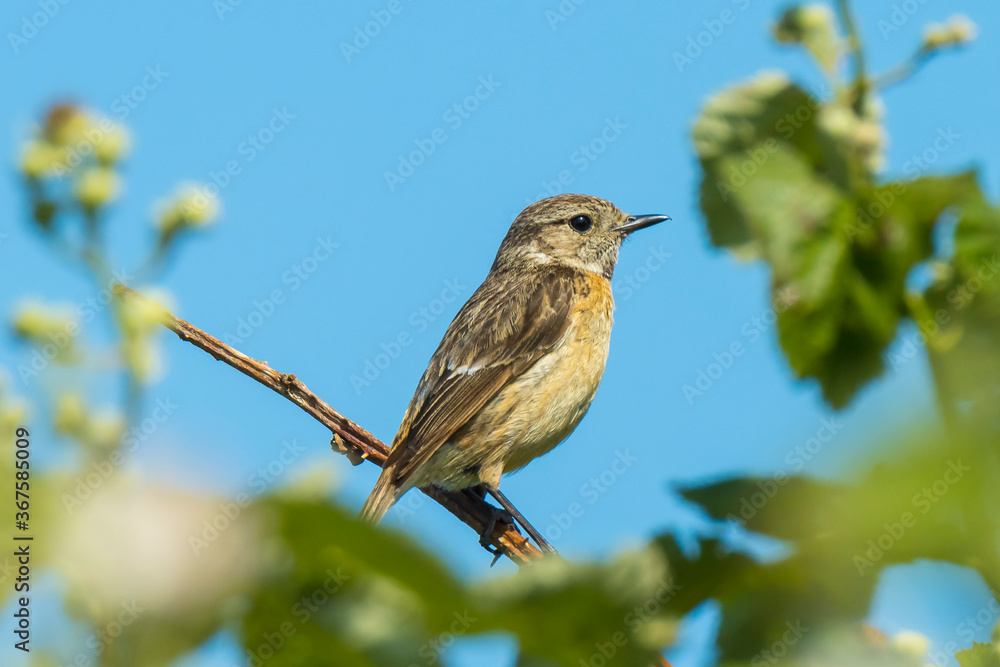 Stonechat, Saxicola rubicola, bird female perching Stonechat, Saxicola rubicola, bird female perching