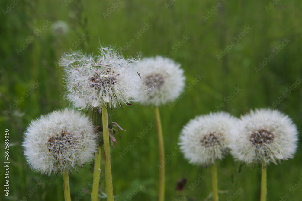 Dandelion flowers with white balls of seeds. Dandelions in the green grass Dandelion flowers with white balls of seeds. Dandelions in the green grass