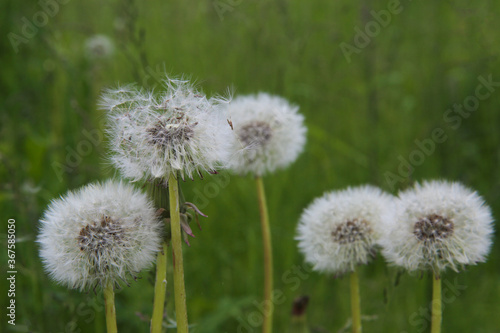 Dandelion flowers with white balls of seeds. Dandelions in the green grass