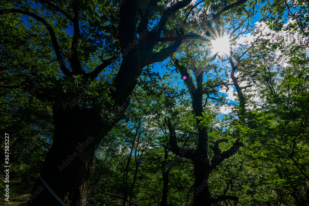 Fototapeta premium Zonas verdes, naturaleza del entorno de Zugarramurdi y Urdazubi