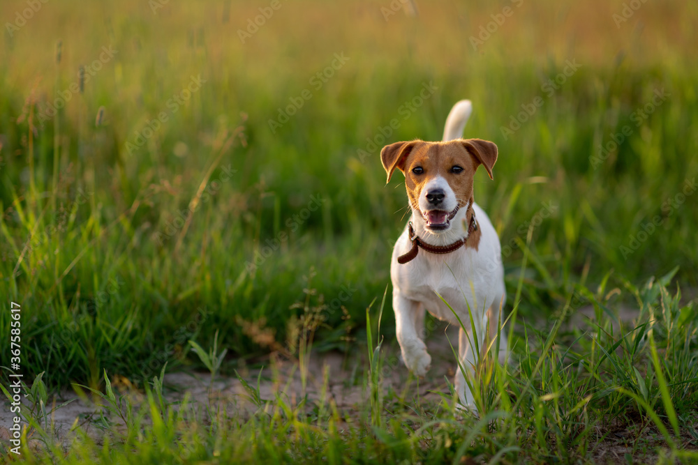 jack Russell terrier looking in to camera jack Russell terrier looking in to camera