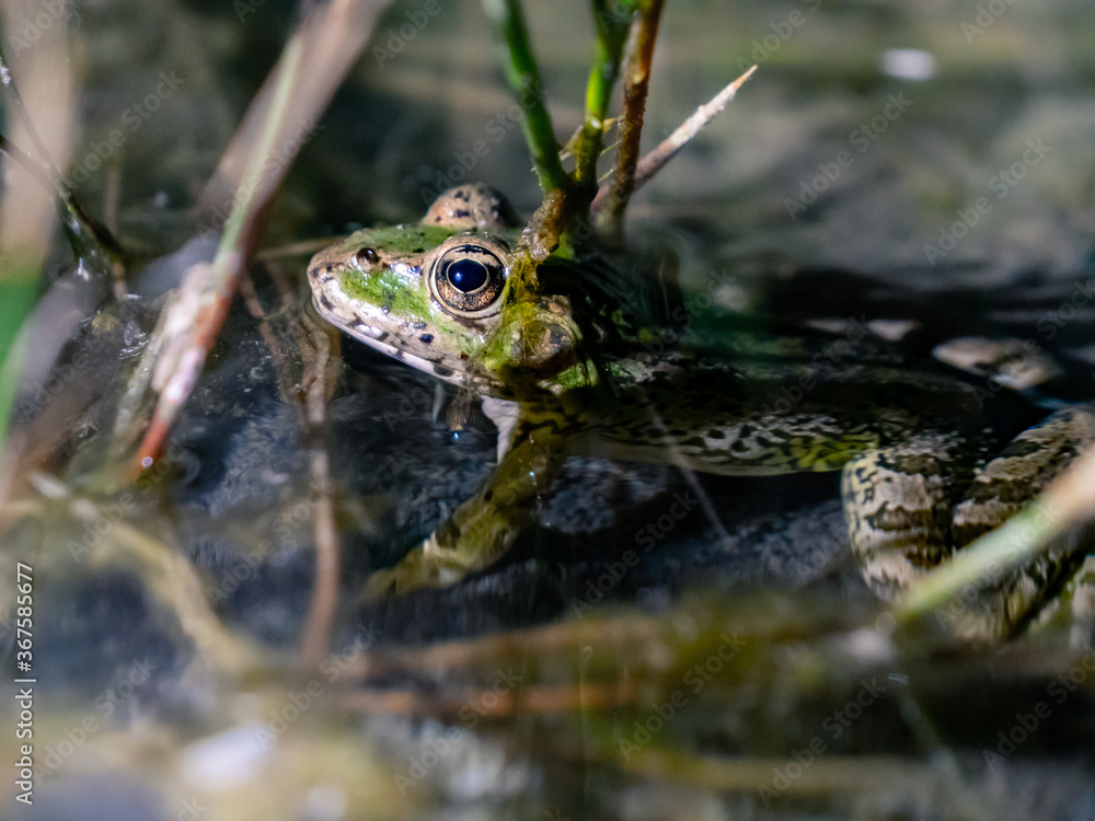 Fototapeta premium Rana en Charca