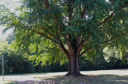 Tree Beautiful Light