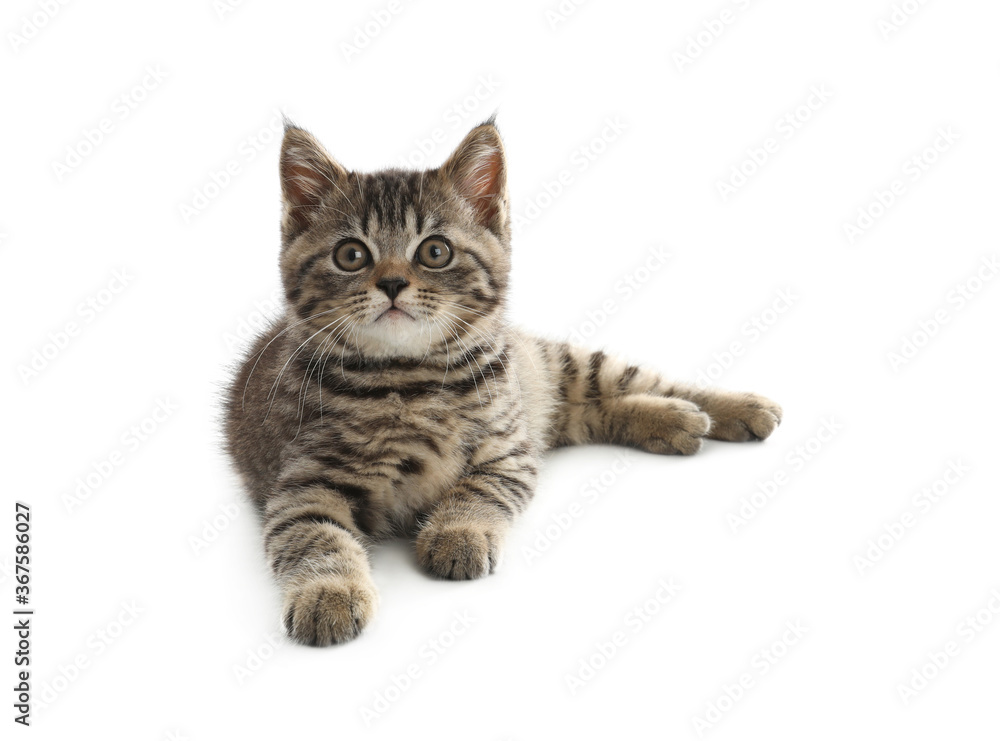 Fototapeta premium Cute tabby kitten on white background. Baby animal
