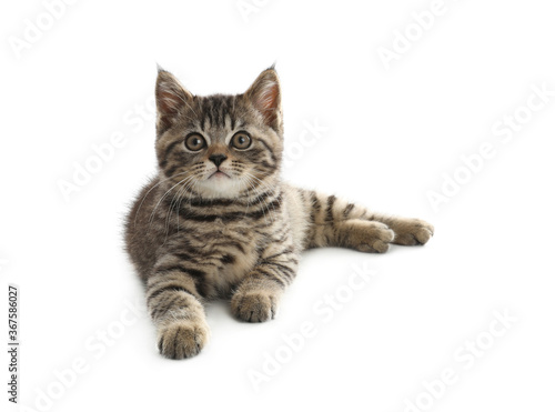 Cute tabby kitten on white background. Baby animal