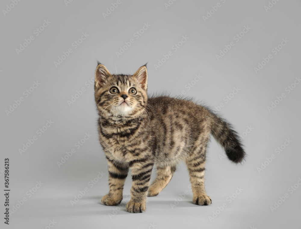 Cute tabby kitten on light grey background. Baby animal