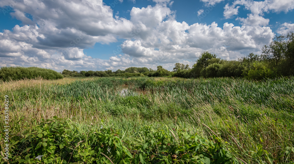 A natural pond among the grassy meadow of a nature reserve in Belgium.