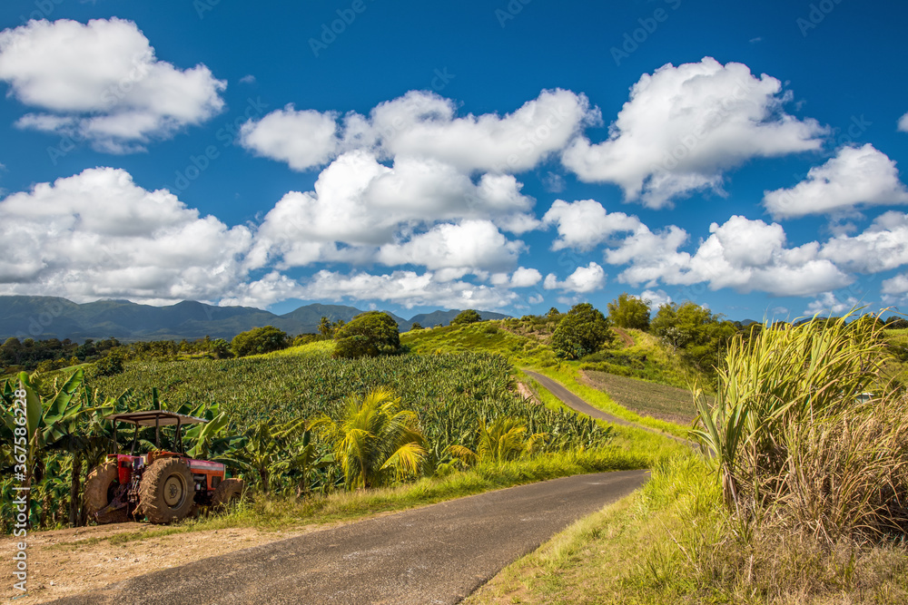 Naklejka premium road in the countryside on a caribbean island
