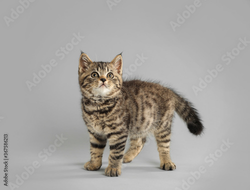 Obraz na plátně Cute tabby kitten on light grey background. Baby animal