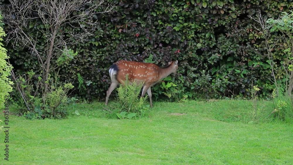 Sika Deer Playing and Passing Each Other in the Garden, Enniskerry, County Wicklow Sika Deer Playing and Passing Each Other in the Garden, Enniskerry, County Wicklow