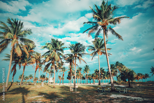 Coconut Palm trees in Crandon Park at sunset