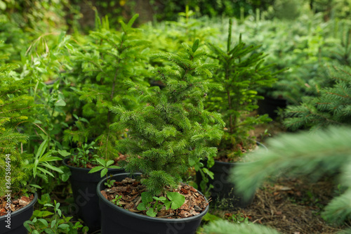 Fir trees in pots, closeup. Gardening and planting