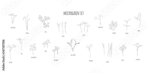 Vector set of microgreens. Herbs - pea, sunflower, onion, peas, corn, basil, china rose, spinach, fennel, sorrel, collard, dill, salad burnet, shiso, buckwheat, bulls blood, kohlabi, barley, tatsoi.