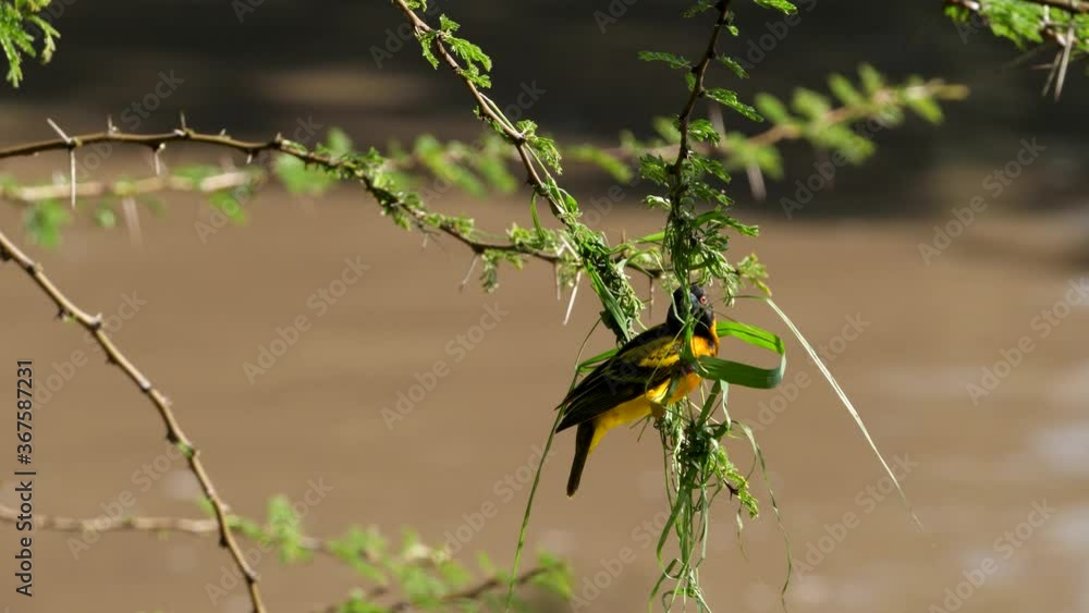 Close-up of a Village weaver, building its nest suspended from a tree in Masai Mara, Kenya Close-up of a Village weaver, building its nest suspended from a tree in Masai Mara, Kenya