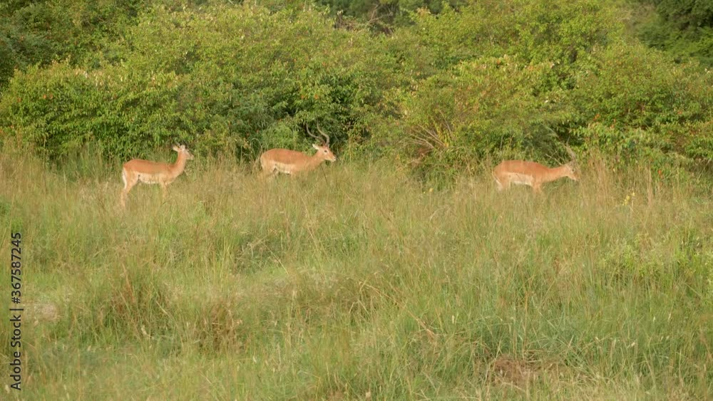 A lioness charges a group of antelopes that desperately run away A lioness charges a group of antelopes that desperately run away