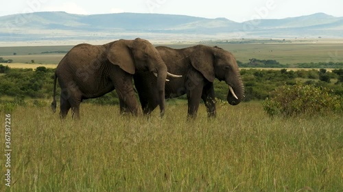Two splendid African elephants with Masai Mara beautiful  landscape background