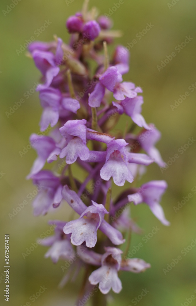Beautiful background with fragrant orchid or chalk fragrant orchid, Gymnadenia conopsea
