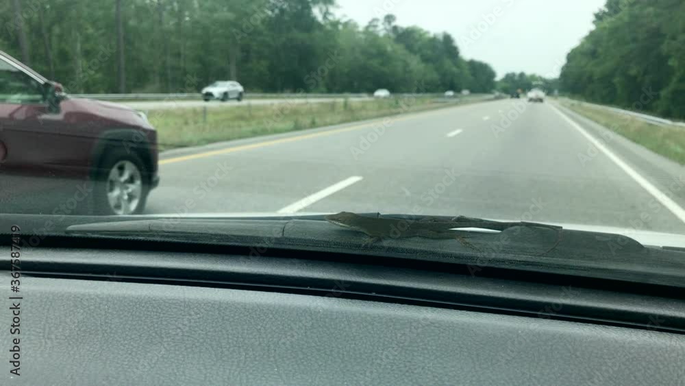 POV car passenger: one small skinny dark long gecko lizard hitching a ride on windshield of fast moving car traveling on highway, handheld close up POV car passenger: one small skinny dark long gecko lizard hitching a ride on windshield of fast moving car traveling on highway, handheld close up