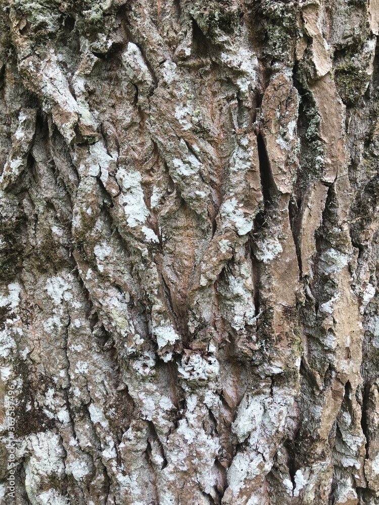 Fototapeta premium Eastern cottonwood, populus deltoides, background texture