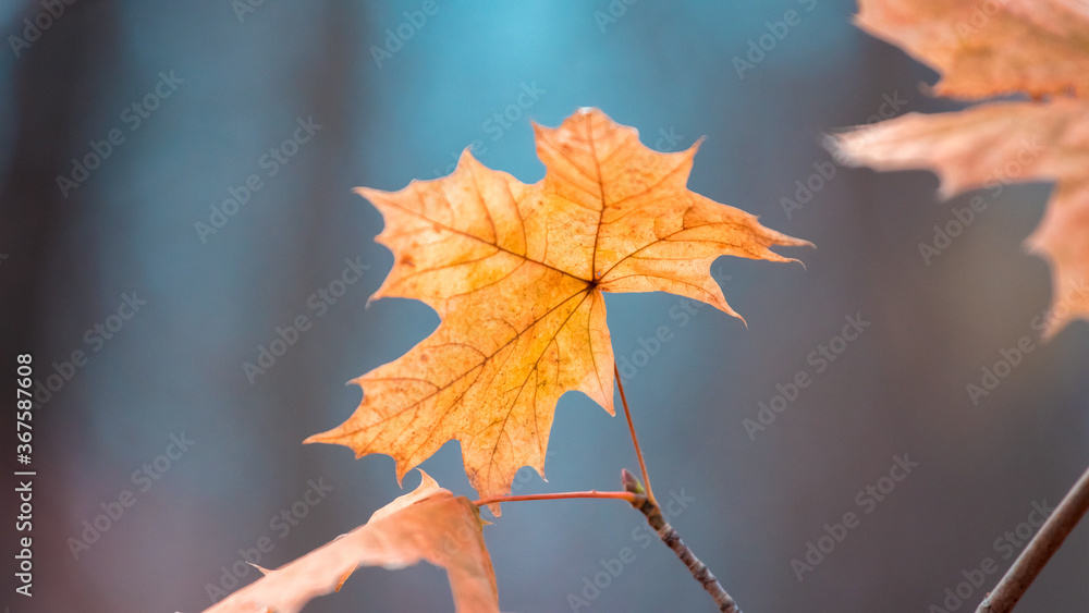 Orange autumn maple leaf on a blue blurred background Orange autumn maple leaf on a blue blurred background