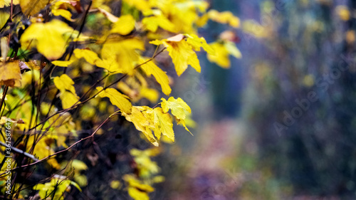 Yellow autumn leaves on bushes in the garden on a blurred background