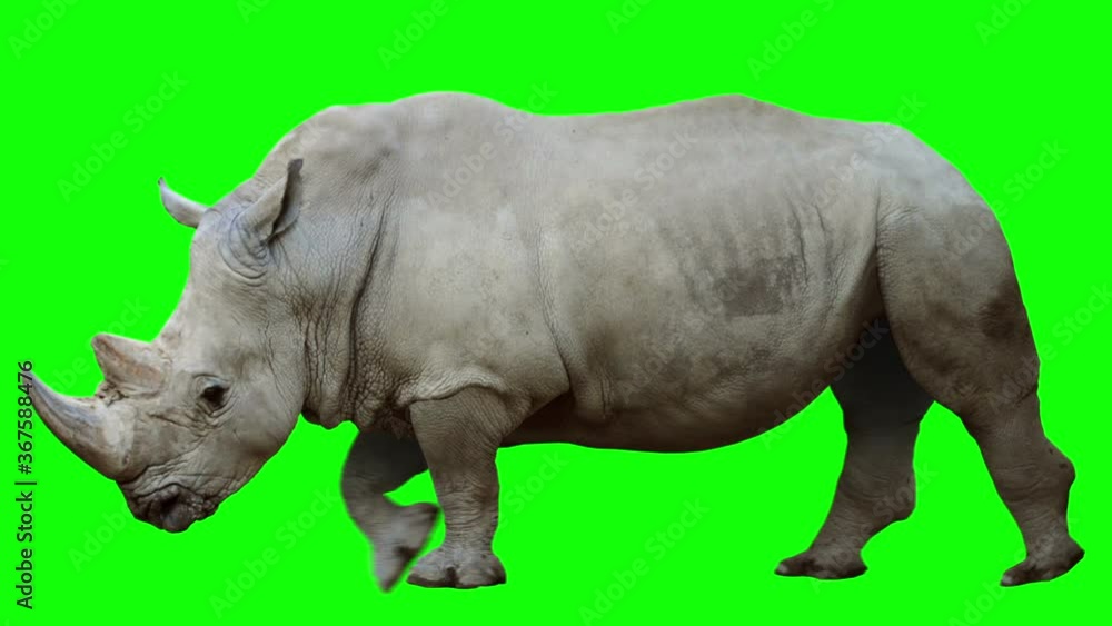 Isolated rhinoceros cyclical walking. Can be used as a silhouette. Green Screen. Isolated rhinoceros cyclical walking. Can be used as a silhouette. Green Screen.