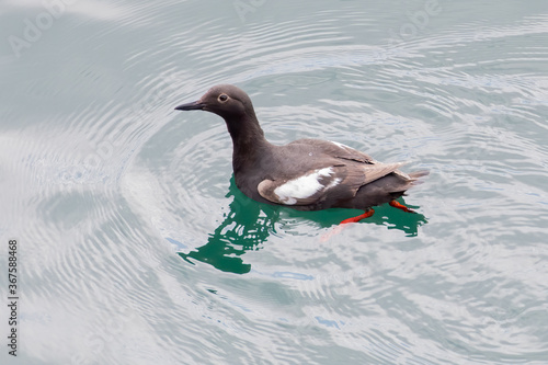 Pigeon guillemot swimming in the waters of Puget Sound. photo