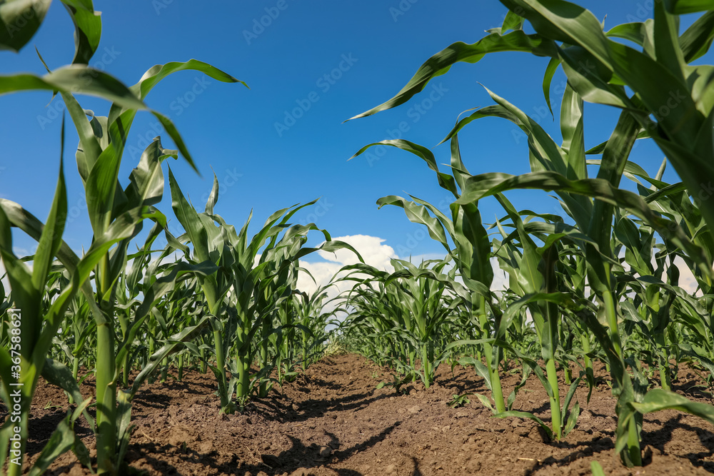Beautiful view of corn field. Agriculture industry