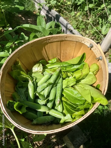 Close up of the contents of a half bushel fruit basket, containing freshly picked romaine lettuce leaves and pea pods, with garden beds in the background
