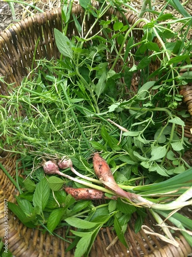 Basket full of freshly picked home grown herbs and ingredients, shallots, garlic, parsley, savory, celery leaves
