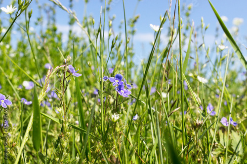 Blue and white flowers in lush green grass