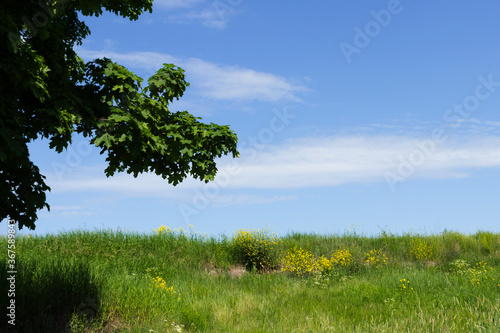 Field with yellow flowers, tree and blue sky