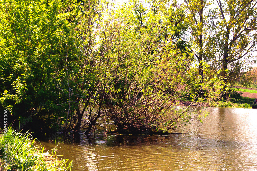 Fototapeta premium chicory blooms on the shore of the pond, blue chicory flowers