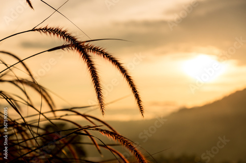 Grass flowers with rim light effect at sunset. Flower grass and sunrise background in the morning. Grass flowers in the grass field in the sunlight .