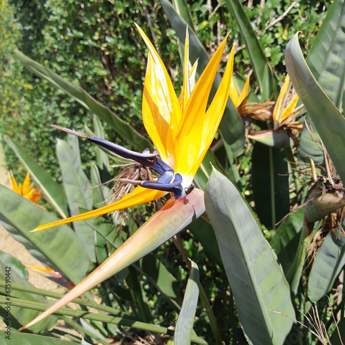 Strelitzia