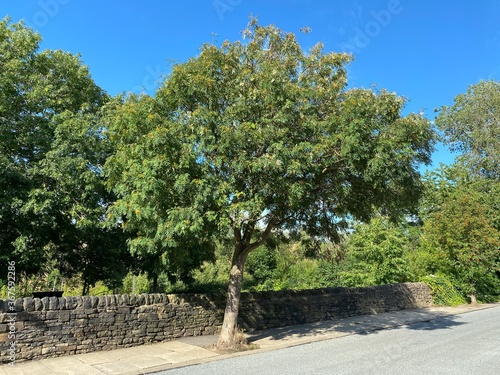 An old tree with berries, stood near to a dry stone wall, on a sunny day in, Saltaire, Bradford, UK