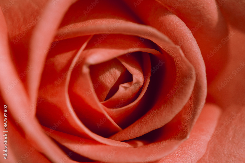 Close Up Fresh Bloomed Coral Rose for Background. Tender pink colored rose  flower with delicate layered petals macro close up . Natural textured background. Selective focus