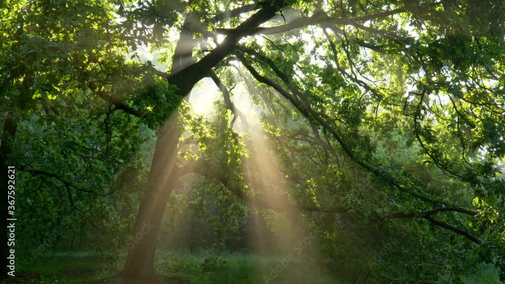Magnificent nature landscape in forest park. Large oak tree creating comfortable shade. Sun beams getting through rich tree foliage and branches during sunset. 4K
