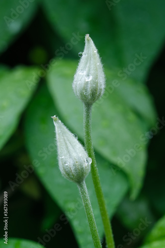 Two white clematis flower bud with rain drops on a blurred green leaves background. 