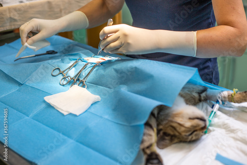 Vet surgery neutering a cat on the veterinary clinic, ovarian removal