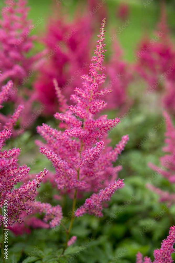 close up of Astilbe
