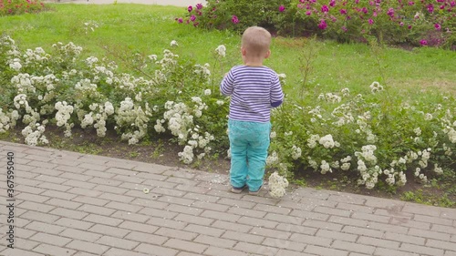 little boy playes with roses near the rose bush. 4k photo