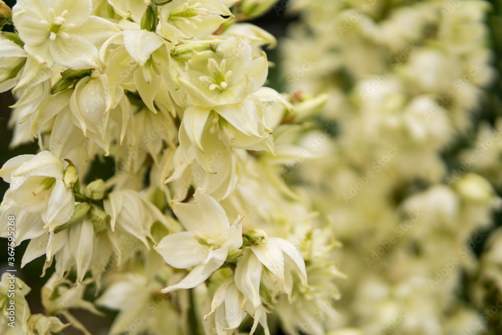 close up of Yucca filamentosa close up of Yucca filamentosa