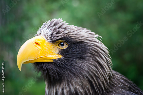 Beautiful detailed close-up portrait of an eagle in its natural habitat against a green background. Steller s sea eagle. 