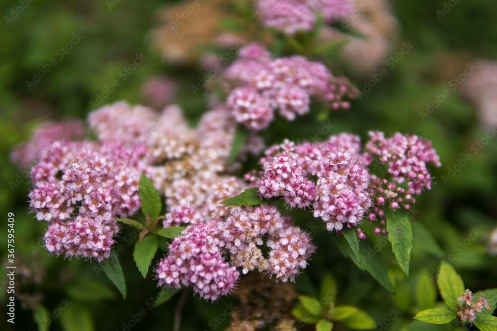 close up of pink flowers