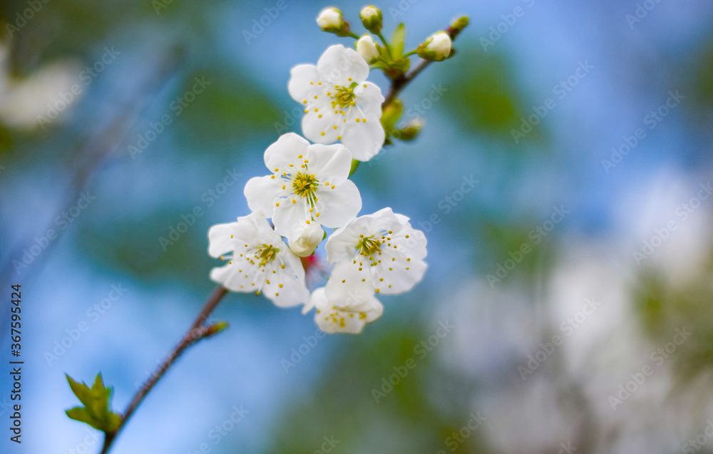 cherry blossom in spring cherry blossom in spring