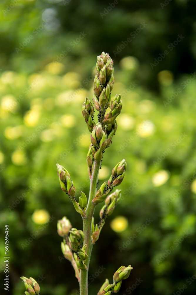 close up of greenfly on a plant close up of greenfly on a plant
