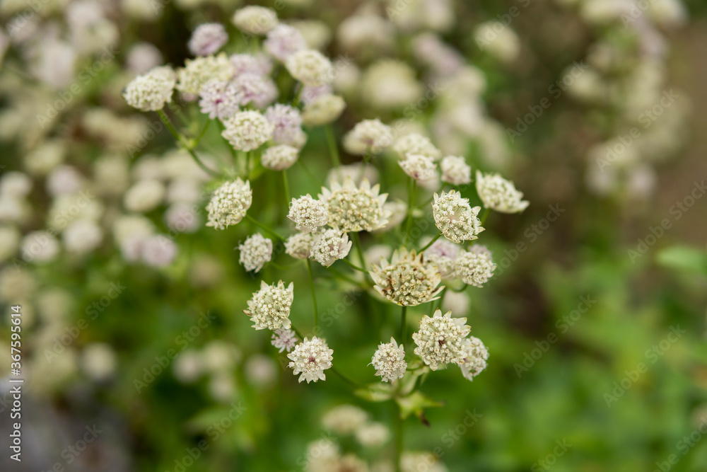 close up of Astrantia major close up of Astrantia major